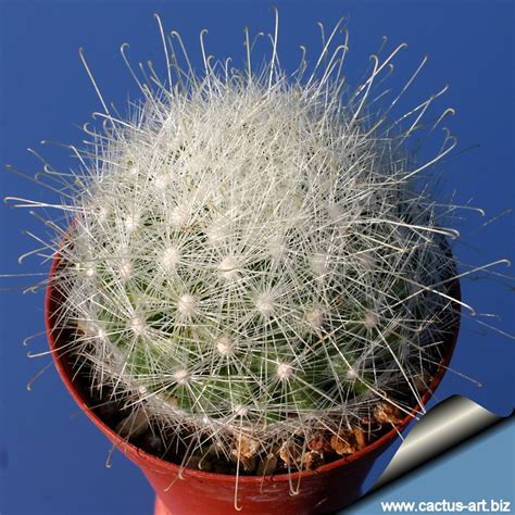 My cactus has had this brown spot on its side for a couple weeks now and i don't know how to fix it. Mammillaria senilis Syn: Mamilopsis (Mammillopsis) senilis