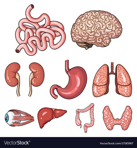 Human Organs Set Icons In Cartoon Style Big Vector Image