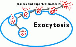 Nov 22, 2020 · endocytosis and exocytosis are used by all transport molecules which are unable to pass through the membrane passively. Exocytosis - Welcome to Biology!