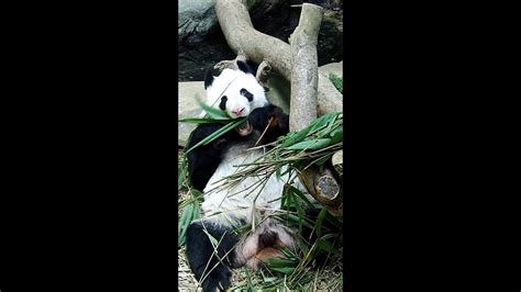 20221124 Giant Panda Kai Kai 凯凯 Happily Eating Away River Wonders
