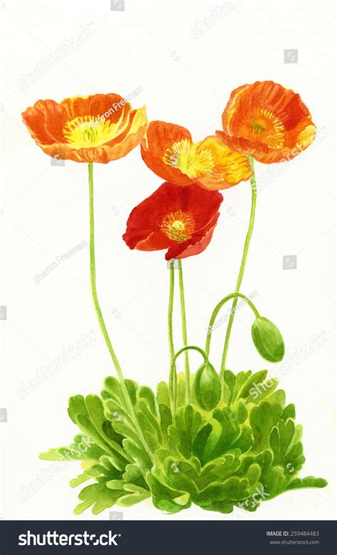 Orange Poppies Buds Watercolor Painting Illustration Stock Illustration