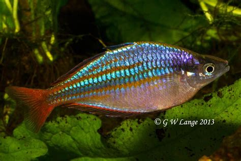 Melanotaenia Sp Wapoga Red Laser Rainbowfish Tropical Tanks