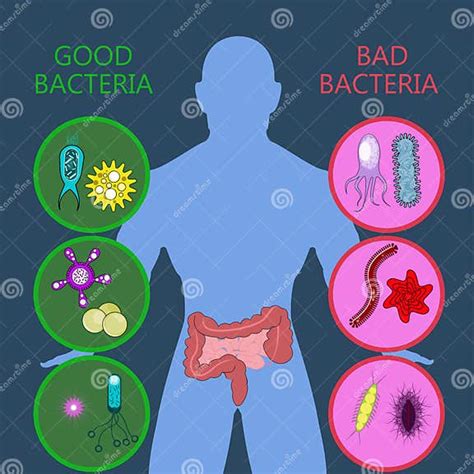 Medical Infographic Intestinal Flora Gut Health Vector Stock Vector