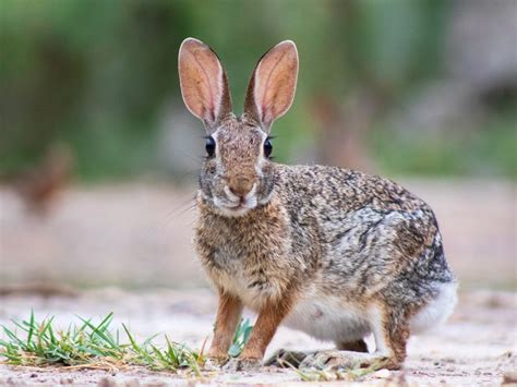 How To Hunt A Rabbit The Ultimate Of Cottontail Hunting