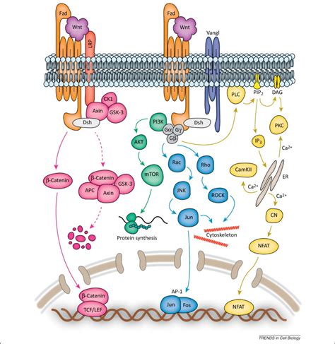 Wnt Signaling In Myogenesis Trends In Cell Biology