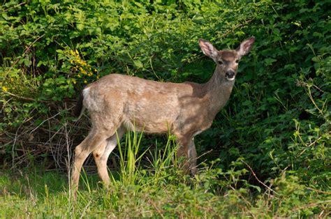 Deer Hunt Maine Newsradio Wgan