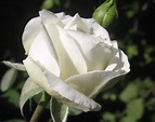 Cuál es el significado de las rosas blancas | Jardineria On