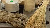 Lino, la fibra más antigua y sostenible del mundo | La Verdad Noticias
