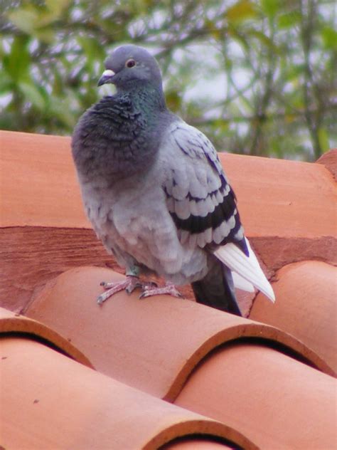 Fat Pigeon 2 By Ladydeath666 On Deviantart