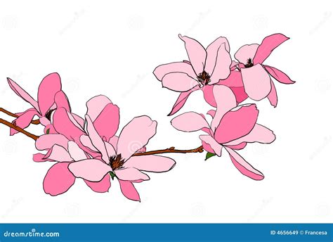 Magnolia Bloom Illustration Stock Illustration Illustration Of Garden