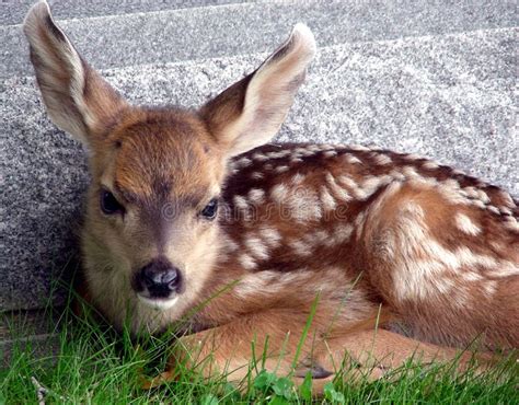 17228 Baby Deer Stock Photos Free And Royalty Free Stock Photos From