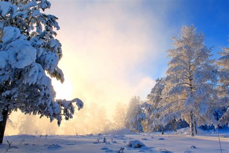Online Crop Trees Covered With Snows Winter Snow Nature Trees Hd