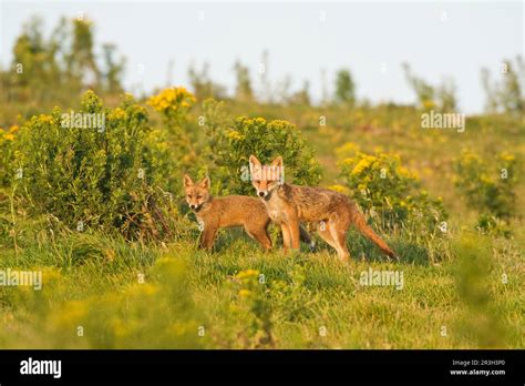 Red fox, red foxes, red foxes, fox, foxes, canines, predators, mammals