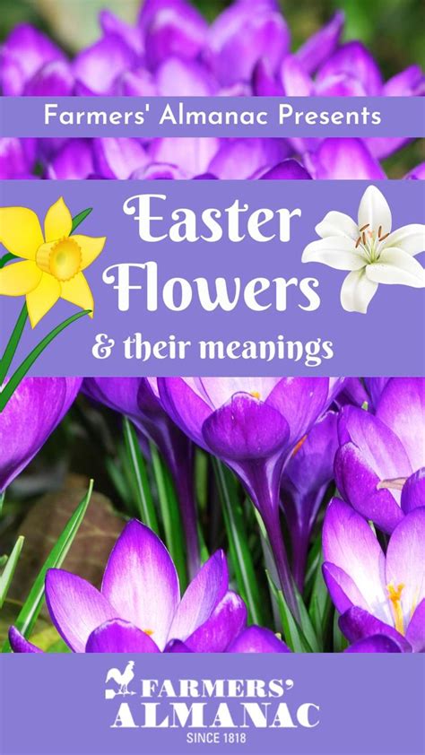 Popular Easter Flowers And Their Meanings Flower Meanings Easter