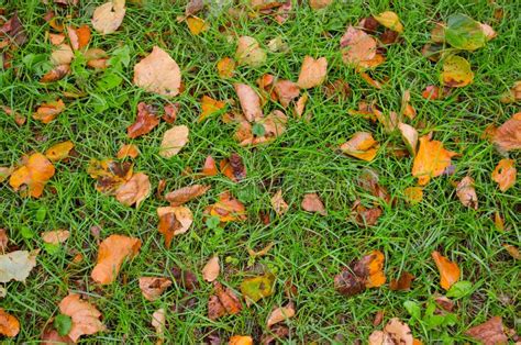 Fallen Yellow Lime Foliage In Bright Green Grass Stock Image Image Of