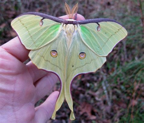 The moon moths can often be this is the atlas moth (attacus atlas), from southeast asia. The Largest Moth In The World - Attacus Atlas | Amazing Things