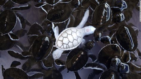 Rare Albino Turtle Found On Australia Beach Cnn