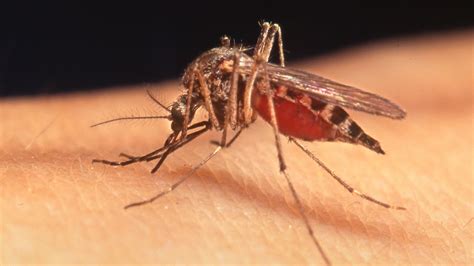 Creepy Mosquito Danger In San Fernando Valley West Nile Virus Hotspot