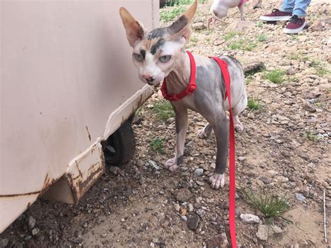 Orange cats for sale ny. Sphynx Cats For Sale | Orange Park, FL #254947 | Petzlover