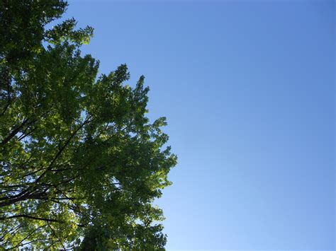 Free Images Tree Nature Branch Cloud Sunlight Leaf Foliage