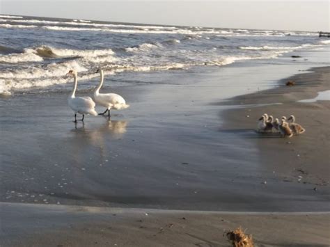 Hotel amiral face parte, alaturi de hotelurile comandor si orfeu, din acelasi complex turistic. Natura face show pe plaja din Sulina! FOTO/ VIDEO - Ştiri ...