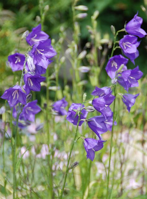 Vos vidéos sont prêtes pour les réseaux sociaux en un instant grâce à nos modèles à adapter au message de votre entreprise. Purple tall Campanula | Gorgeous Gardens, Flowers & Shrubs ...