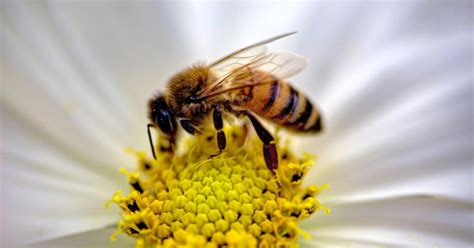 Canada Takes Action To Save The Bees Wilderness Committee