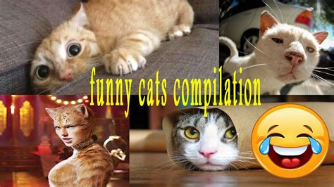 Cats So Cute And Funny U Will Die Laughing Funny Cat Compilation Youtube