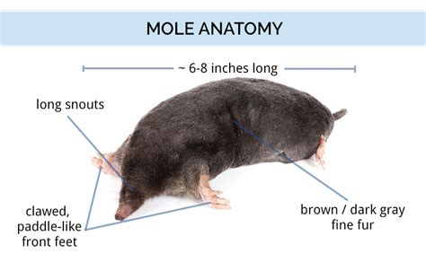 What Does A Mole Look Like Ground Mole Identification Guide