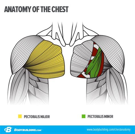 Chest Muscles Anatomy For Bodybuilders Chest Muscle Images Stock