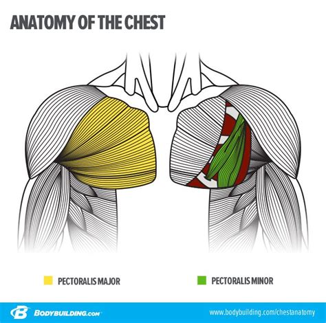 Pin By Simon Harwin On Exercises Muscle Anatomy Human Anatomy