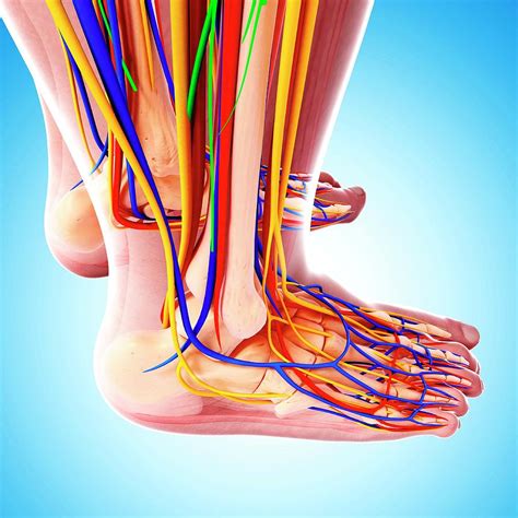Human Foot Anatomy Photograph By Pixologicstudio Science Photo Library