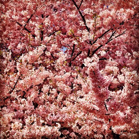 Cherry Blossom Festival 2014, Washington DC | Cherry blossom festival, Cherry blossom, Blossom