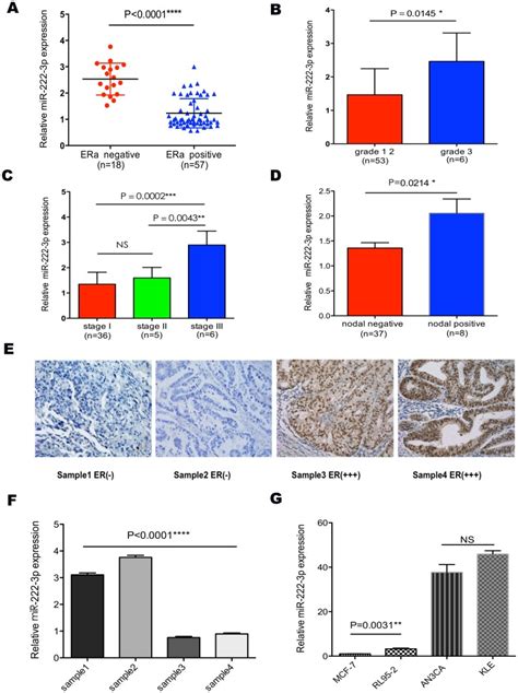 a mir 222 3p expression level was much higher in erα negative ecs download scientific diagram