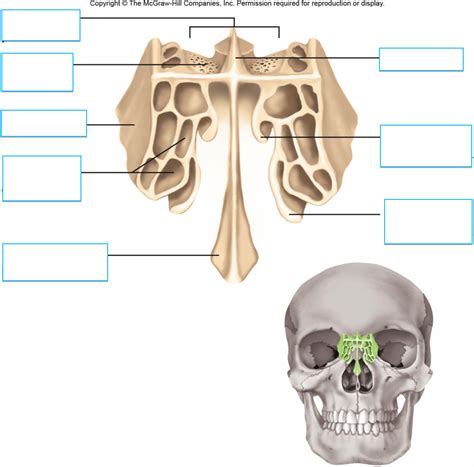 Ethmoid Bone Anterior View Diagram Quizlet