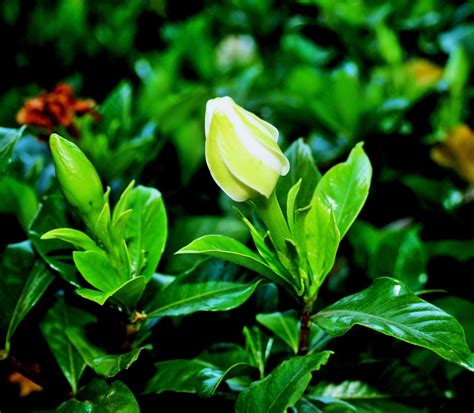 Gardenia Buds Free Stock Photo Public Domain Pictures