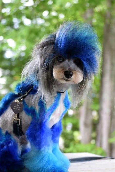 Never use hair dye or any other toxic chemicals to dye your pet. Pin by Brittany Cowley on Taken to the Groomer's | Dog dye ...