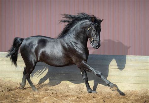 andalusian horse breed profile