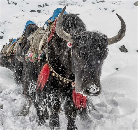 Nepal Himalaya Khumbu Dughla Yaks In Snowfall Alrf000176 Alun