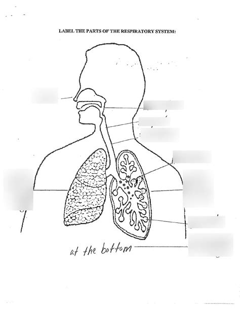 Science Unit 2b Respiratory System Labeling Diagram Quizlet