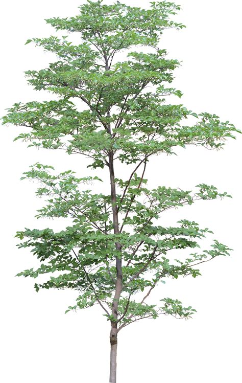 Download PNG image: tree png image | Идеи озеленения, Пейзажи png image