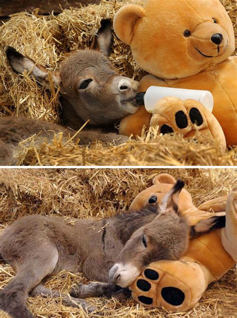 20 Cute And Cuddly Baby Donkeys