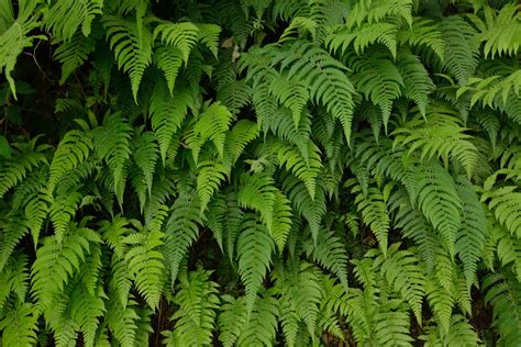 Types Of Ferns And Their Names