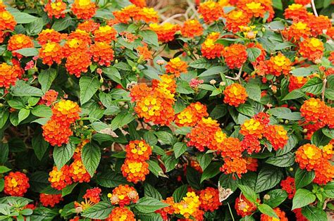 Semua tanaman hias bisa dikatakan memiliki keunikan tersendiri mulai dari bunga, daun, batang, bahkan pepagannya. Jual Bunga Lantana Orange / Oranye / Bibit Tanaman Hidup ...