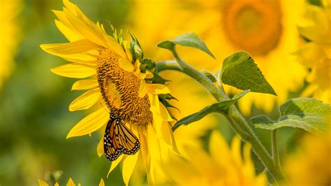Download Wallpaper 3840x2160 Sunflower Butterfly Yellow