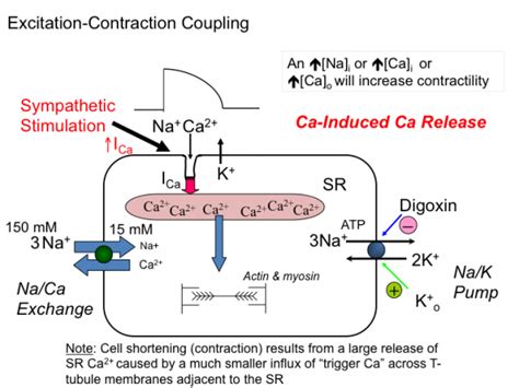 introduction_to_cardiac_physiology_electrophysiology [TUSOM | Pharmwiki]