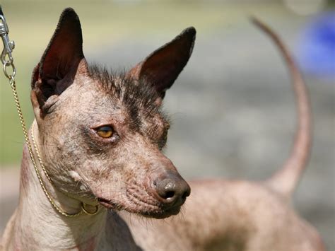 Xoloitzcuintli The Mexican Hairless Dog Ancient Guide To The