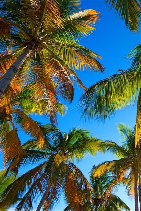 Tropical Beach With A Palm Tree Stock Photo Image Of Outdoors