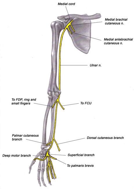 Anatomy Of The Arm Nerves