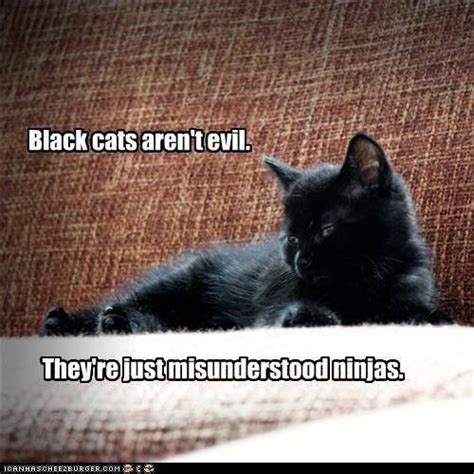 Black Cats Arent Evil Theyre Just Misunderstood Ninjas Black Cat